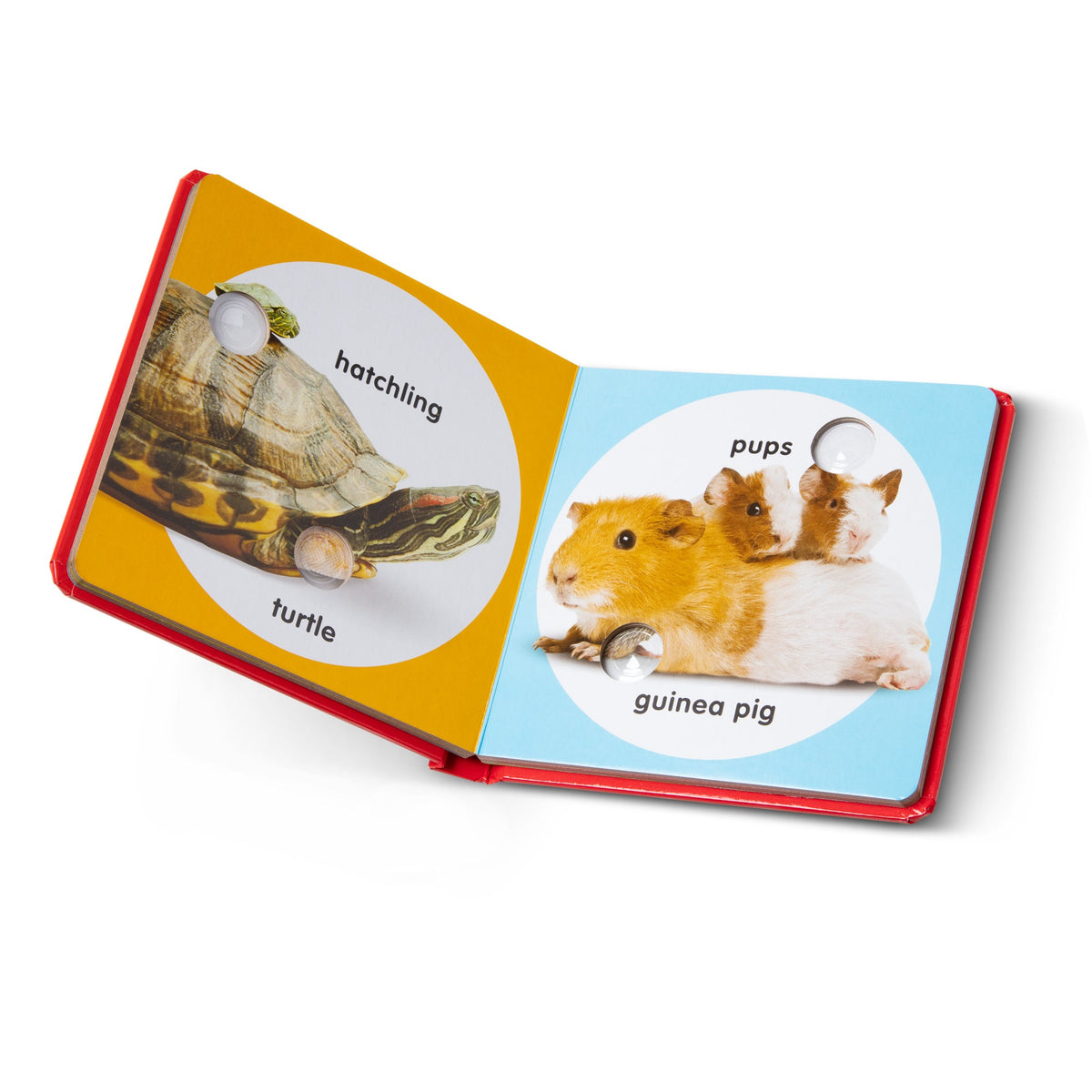 Poke-a-Dot: Pet Families Board Book