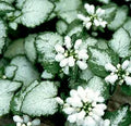 Lamium maculatum  White Nancy  in 4.5 inch Pots - Flat of 10