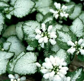 Lamium maculatum  White Nancy  in 4.5 inch Pots - Flat of 10